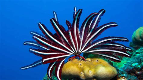 Feb 27, 2020 · 2 150 8 minutes read. The Crinoidea – or Feather Stars and Sea Lilies – are among the most ancient of the Echinoderms. Most of them consist of a set of many branched arms, connected to a central cup-shaped body – which in some cases possesses a stalk that keeps them attached to the substrate. One group, the comatulid crinoids, have lost ... 